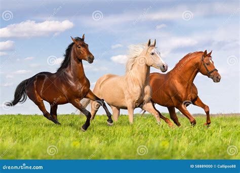 horses running today|owners group horses running today.
